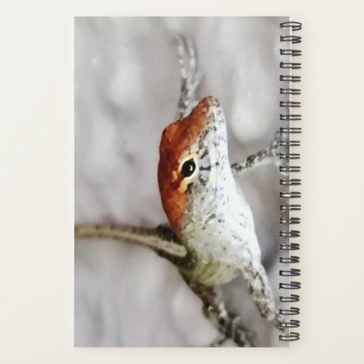 Wat is het plan Redhead Anole Lizard Fun Planner (Achterkant)