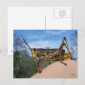 Wat is Hoppin? Briefkaart (Voorkant / Achterkant)