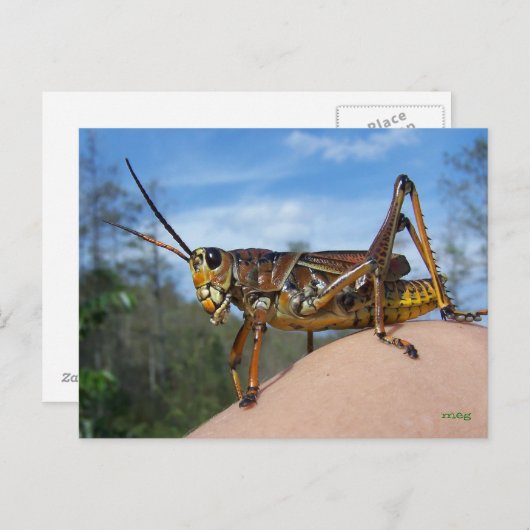 Wat is Hoppin? Briefkaart (Voorkant / Achterkant)