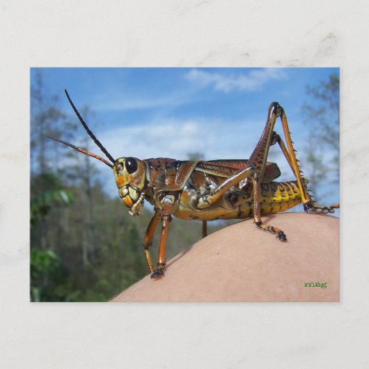 Wat is Hoppin? Briefkaart (Voorkant)