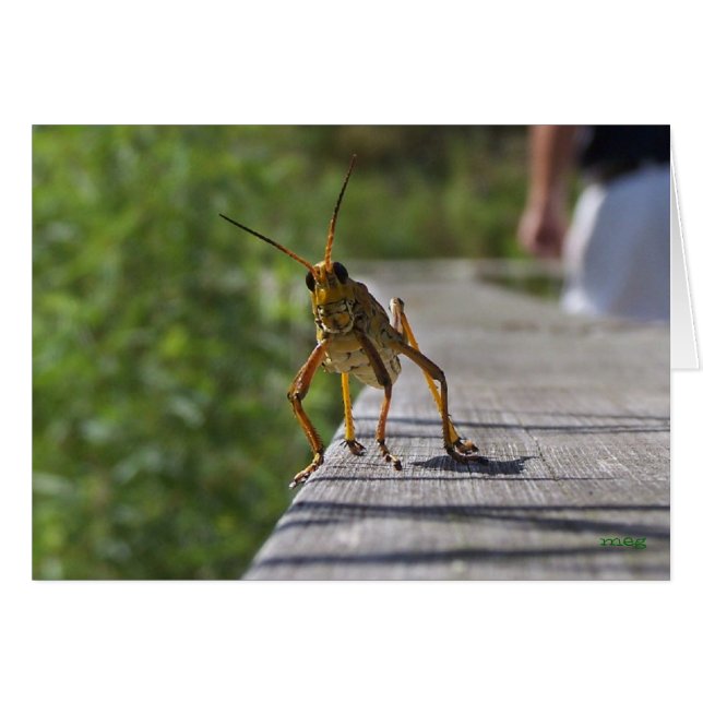 Wat is Hoppin? (met tekst) (Voorkant Horizontaal)