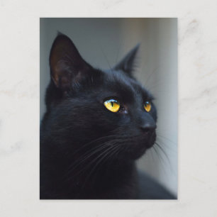 Wat is jouw kat aan het denken briefkaart