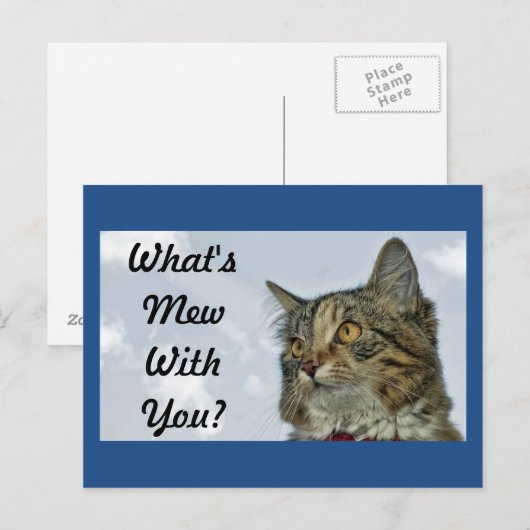 Wat is Mew Cat? Briefkaart (Voorkant / Achterkant)