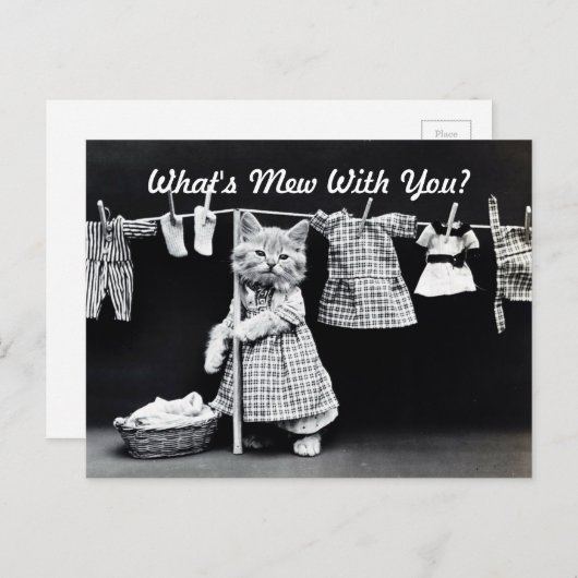 Wat is Mew Kitten? Briefkaart (Voorkant / Achterkant)