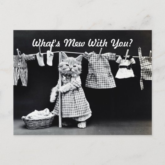 Wat is Mew Kitten? Briefkaart (Voorkant)