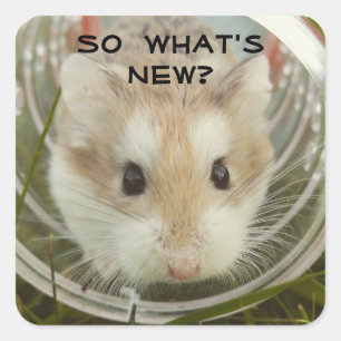 Wat is nieuwe hamster? vierkante sticker