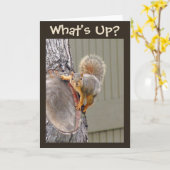 Wat is omhoog? De Foto van de eekhoorn Kaart (Gele Bloem)