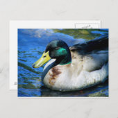 Wat is Quackin? Briefkaart (Voorkant / Achterkant)