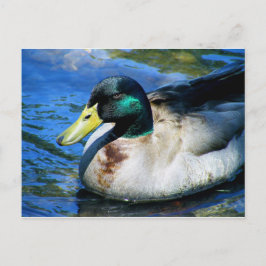Wat is Quackin? Briefkaart