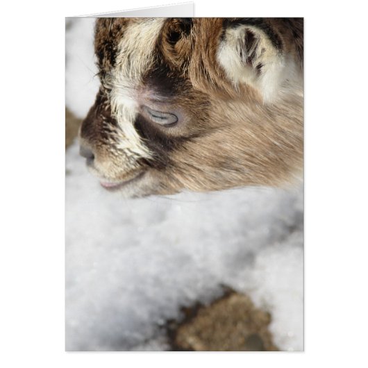 Wat is sneeuw? Baby Geit ziet voor het eerst sneeu (Voorkant)