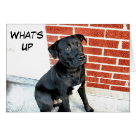 Wat is Up Black Labrador?