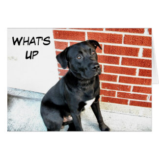 Wat is Up Black Labrador?