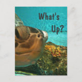 Wat is Up Turtle Selfie? Briefkaart (Voorkant)