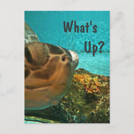 Wat is Up Turtle Selfie? Briefkaart (Voorkant)
