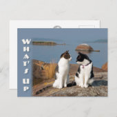 Wat omhoog het Briefkaart van het Cat- gesprek van (Voorkant / Achterkant)