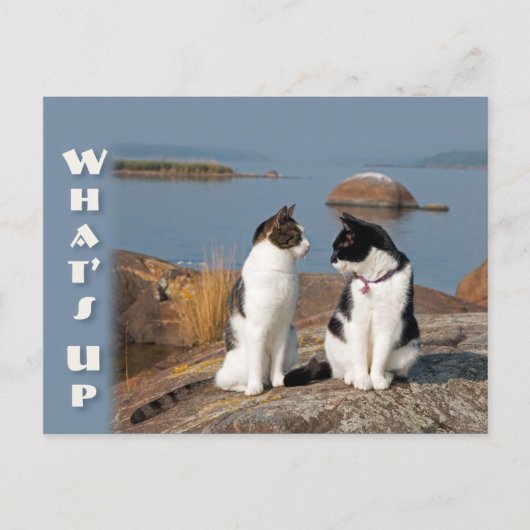 Wat omhoog het Briefkaart van het Cat- gesprek van (Voorkant)