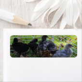 Wat omhoog - het Uiteinde van de Kip is Etiket (Insitu)