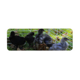 Wat omhoog - het Uiteinde van de Kip is Etiket