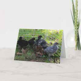 Wat omhoog - het Uiteinde van de Kip is Kaart