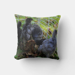 Wat omhoog - het Uiteinde van de Kip is Kussen