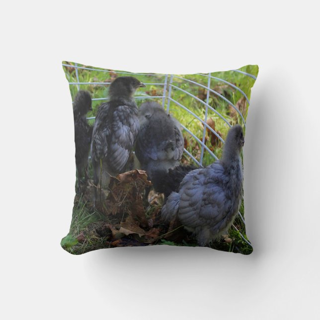 Wat omhoog - het Uiteinde van de Kip is Kussen (Voorkant)