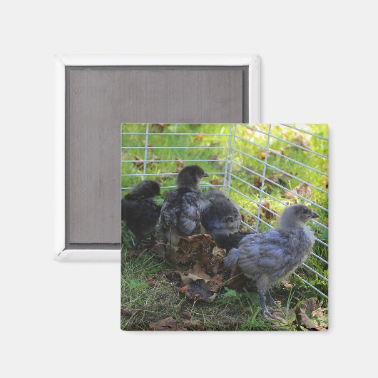 Wat omhoog - het Uiteinde van de Kip is Magneet (Voorkant / Achterkant)