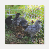 Wat omhoog - het Uiteinde van de Kip is Magneet (Voorkant)