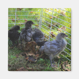 Wat omhoog - het Uiteinde van de Kip is Magneet