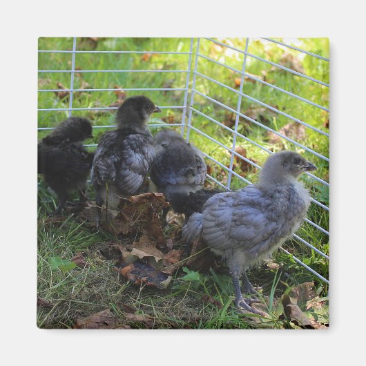 Wat omhoog - het Uiteinde van de Kip is Magneet (Voorkant)