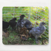 Wat omhoog - het Uiteinde van de Kip is Muismat (Voorkant)