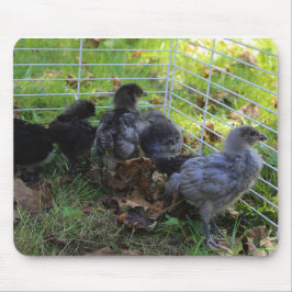 Wat omhoog - het Uiteinde van de Kip is Muismat