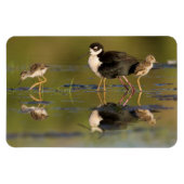 Wat schattige kuikens magneet (Horizontaal)