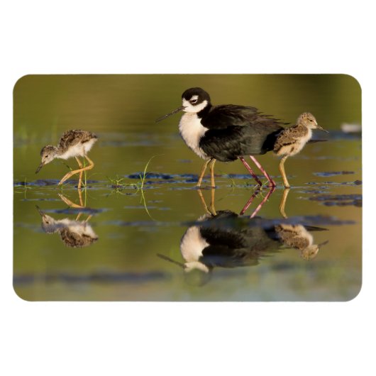 Wat schattige kuikens magneet (Horizontaal)