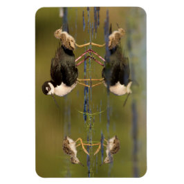 Wat schattige kuikens magneet