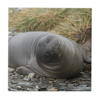 Wat? Seal Tile Tegeltje