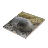 Wat? Seal Tile Tegeltje (Zijkant)
