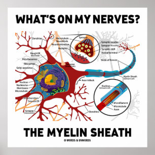 Wat staat er op mijn zenuwen? De Myelin Sheath Poster
