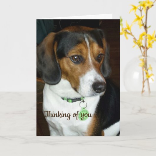 Wat te doen in de buurt van You Beagle Kaart (Gele Bloem)