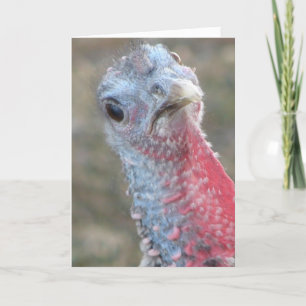 Wat? Verward Turkije, vrolijk kerstfeest Feestdagen Kaart