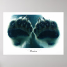 Wat ze onder het ijs zagen