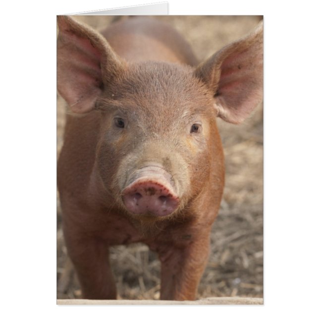 Wat zei je? (Voorkant)