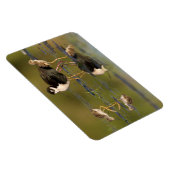 Wat zijn leuke kuikens magneet (Rechterzijde)