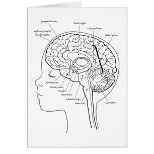 Wat zit er in je hersenen?