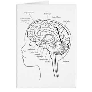 Wat zit er in je hersenen?