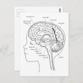 Wat zit er in je hersenen? briefkaart (Voorkant / Achterkant)