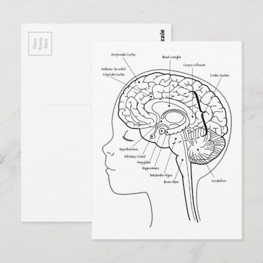 Wat zit er in je hersenen? briefkaart (Voorkant / Achterkant)