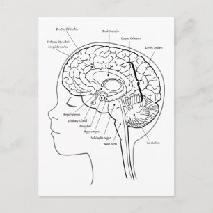 Wat zit er in je hersenen? briefkaart