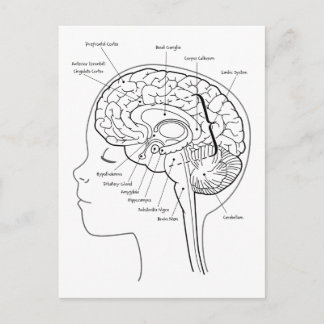 Wat zit er in je hersenen? briefkaart