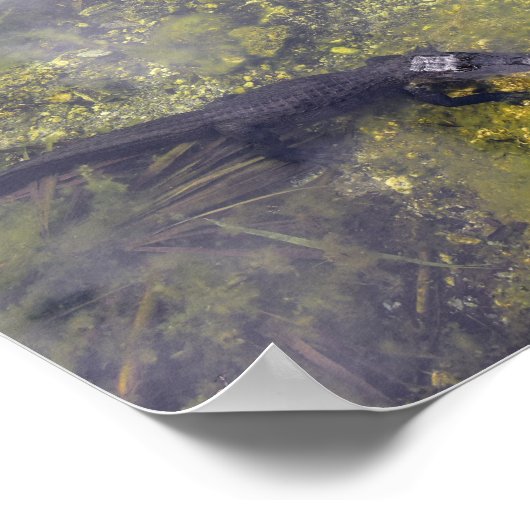 Watchful Alligators in Florida Keys Poster (Hoek)