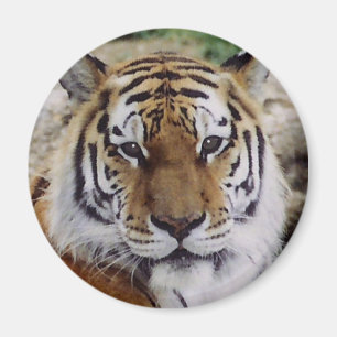 Watchful Eye Magneet